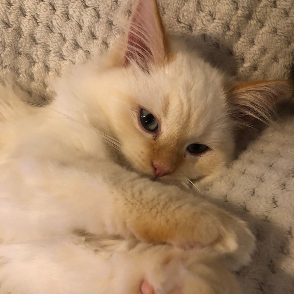 Meet your Posher, Wilhemina